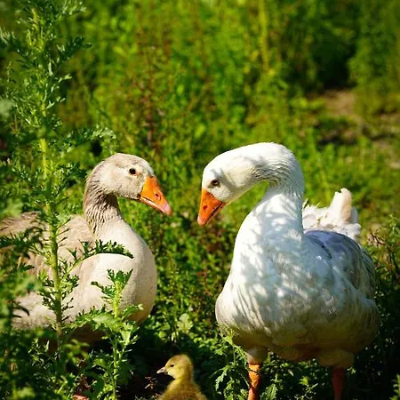 Arca Dos Animais - Farming & Lantställe