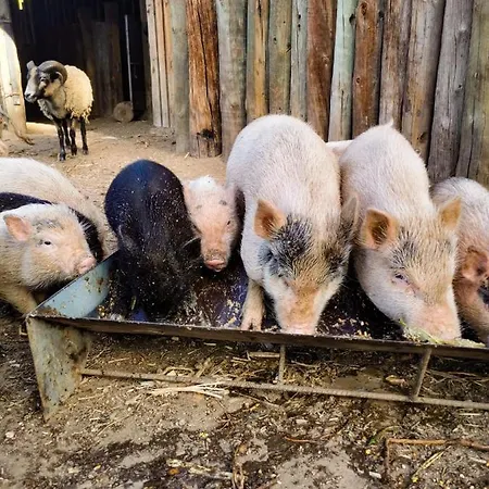 Lantställe Arca Dos Animais - Farming & *