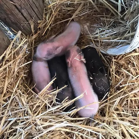 Arca Dos Animais - Farming & Kır Evi *