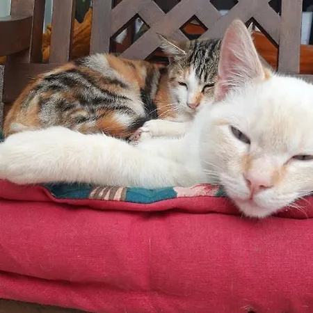 Arca Dos Animais - Farming & Lantställe Castelo Branco (Centro)