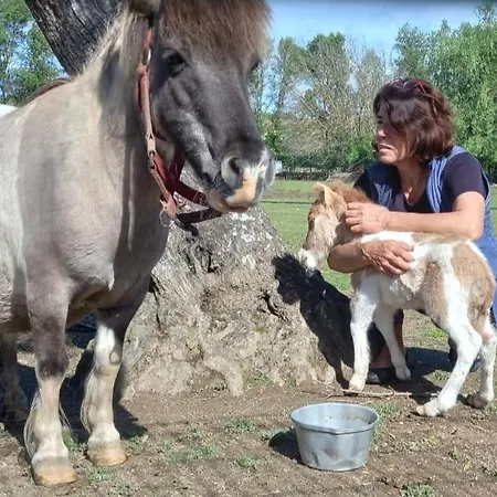 Arca Dos Animais - Farming & Kır Evi Castelo Branco (Centro)