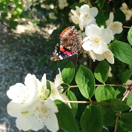Arca Dos Animais - Farming & * Castelo Branco (Centro)