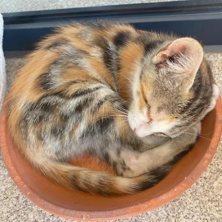 Arca Dos Animais - Farming &