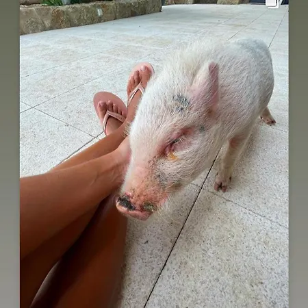 Arca Dos Animais - Farming & Castelo Branco (Centro)