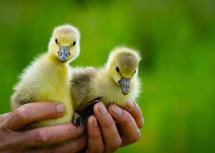 Arca Dos Animais - Farming & Casa di campagna