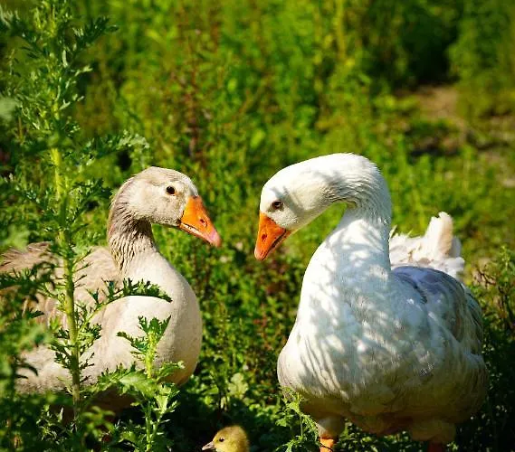 Arca Dos Animais - Farming & Casa di campagna