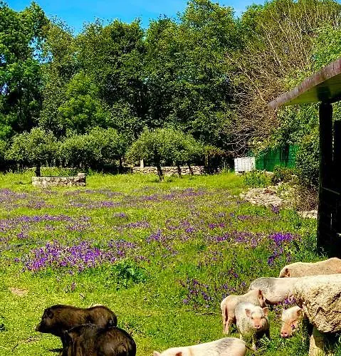 Casa di campagna Arca Dos Animais - Farming &