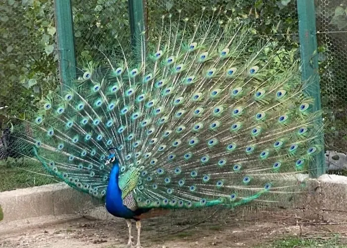 Gospodarstwo wiejskie Arca Dos Animais - Farming &