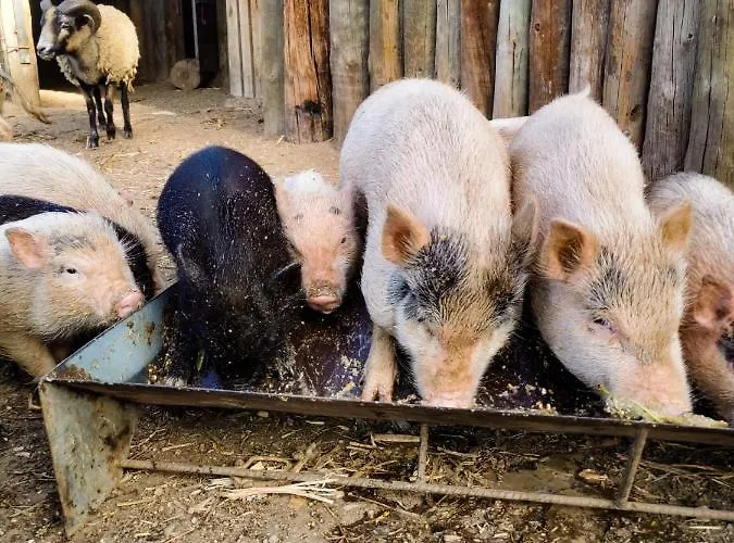 Casa di campagna Arca Dos Animais - Farming & *