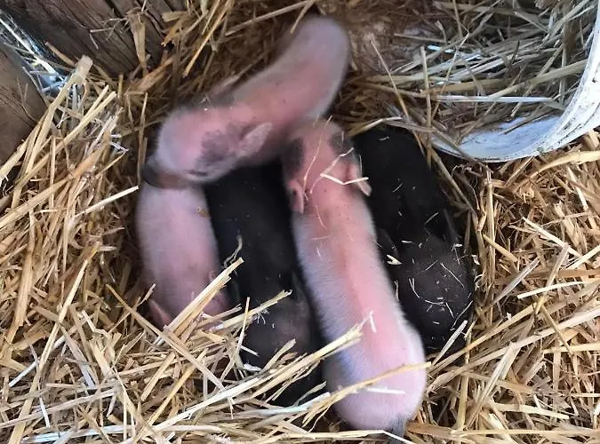 Arca Dos Animais - Farming & Casa di campagna *