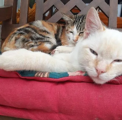 Arca Dos Animais - Farming & Casa di campagna Castelo Branco (Centro)