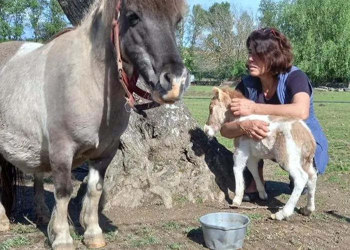 Arca Dos Animais - Farming & Casa di campagna Castelo Branco (Centro)