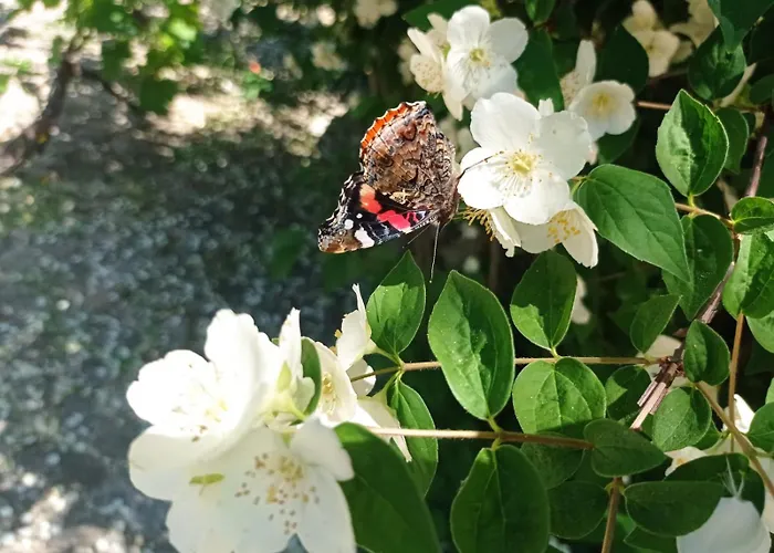 Arca Dos Animais - Farming & * Castelo Branco (Centro)
