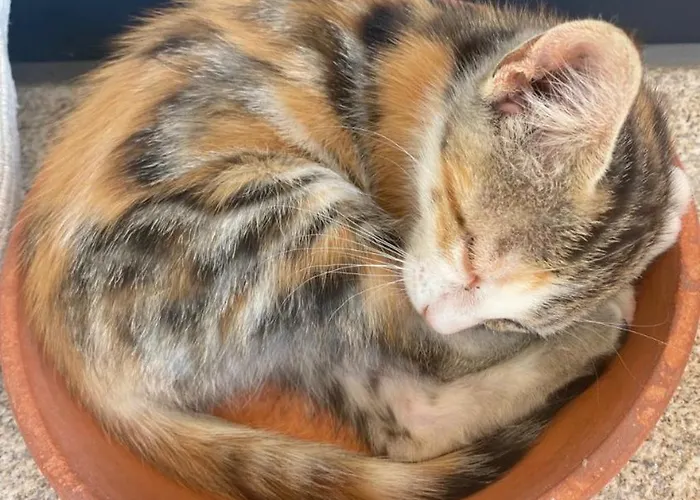 Arca Dos Animais - Farming &