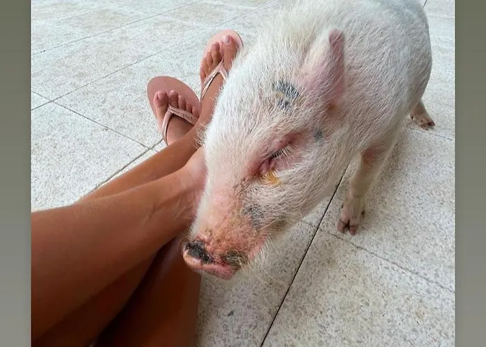 Arca Dos Animais - Farming & Castelo Branco (Centro)